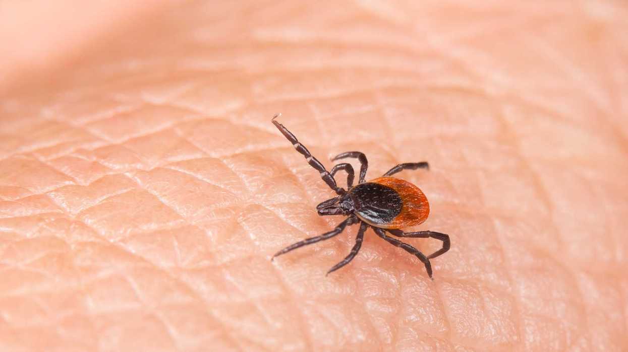 Une tique ixodes scapularis.