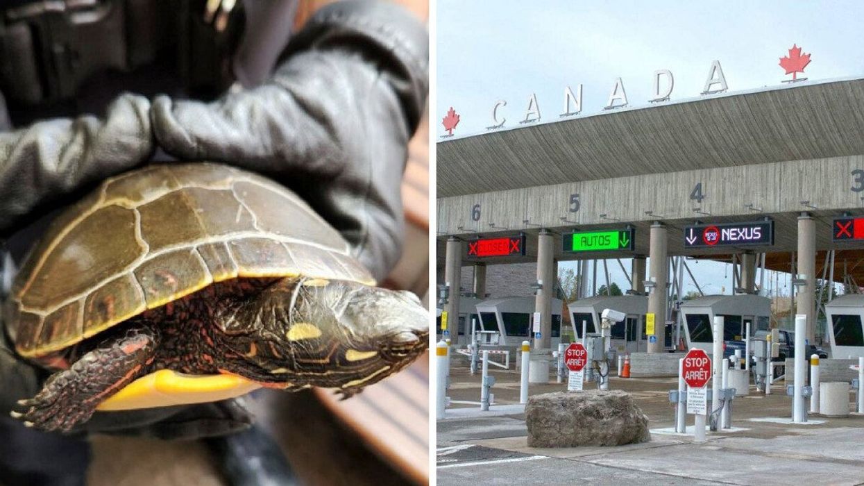 14 saisies surprenantes qui ont été faites aux douanes canadiennes en 2022-2023