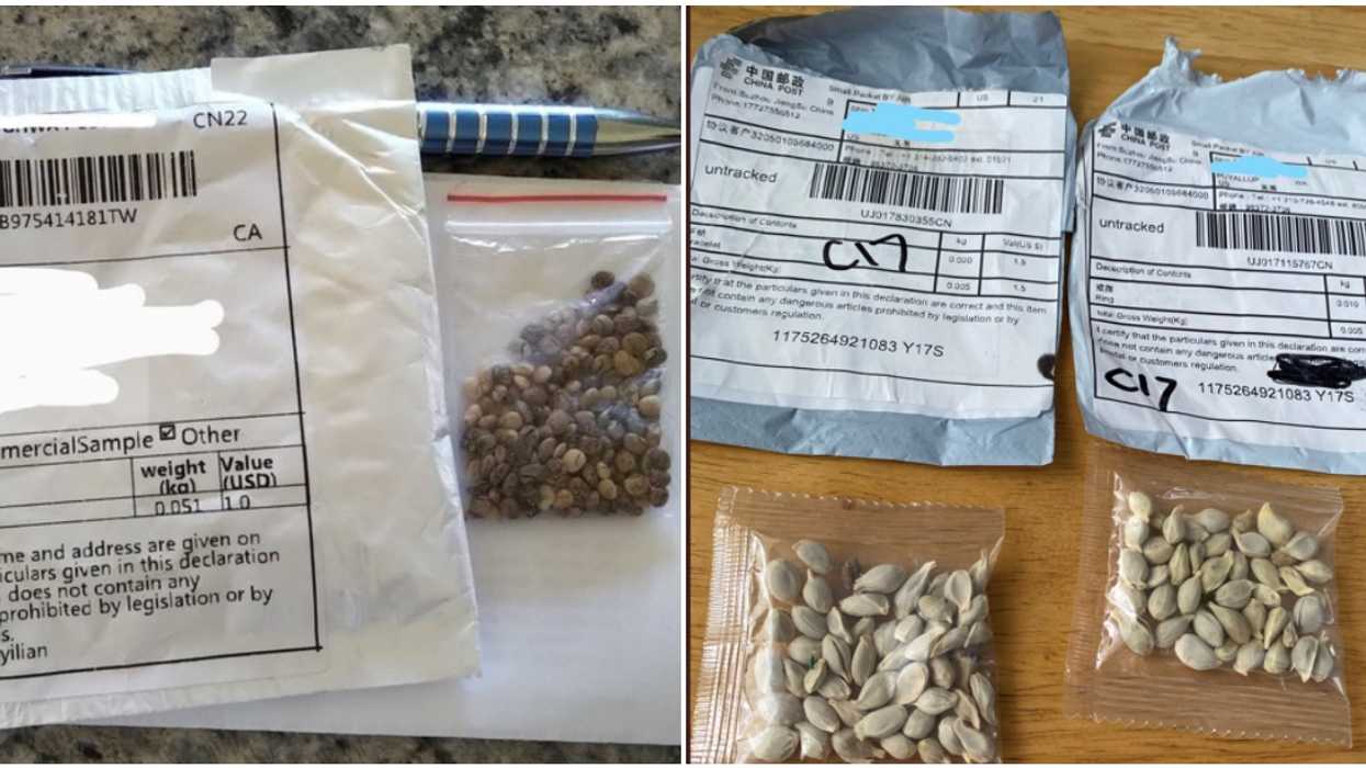 “Unsolicited Seeds” In Alberta: A Woman Got Random Seeds In The Mail & It Was Suspicious