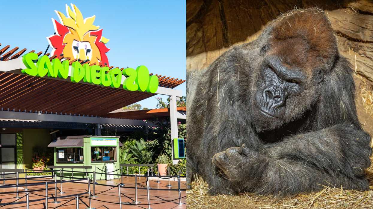 US Gorillas Tested Positive For COVID-19 For The First Time & They're Even Coughing