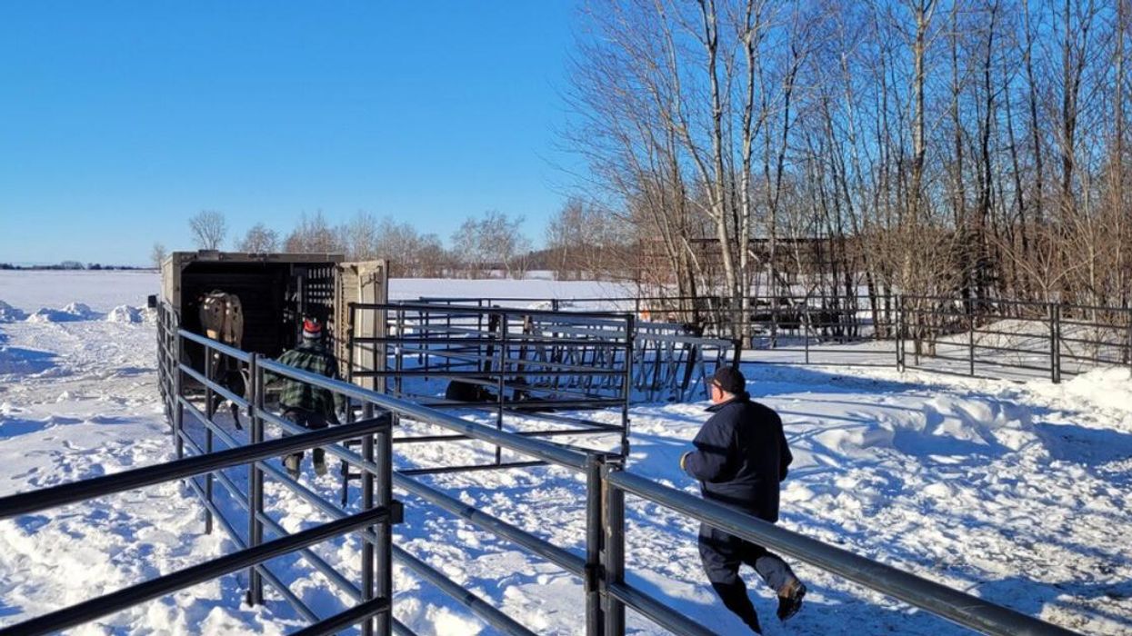 Vaches en cavale à Saint-Sévère.