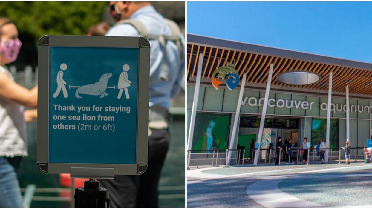 Vancouver Aquarium Is Reopening This Friday & Tickets Are On Sale Now