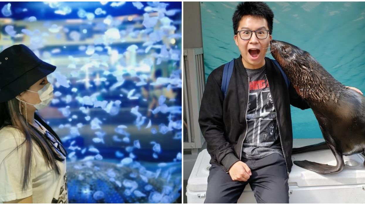 Vancouver Aquarium's Closure: 7 Memories That Will Make You Sad They're Closed