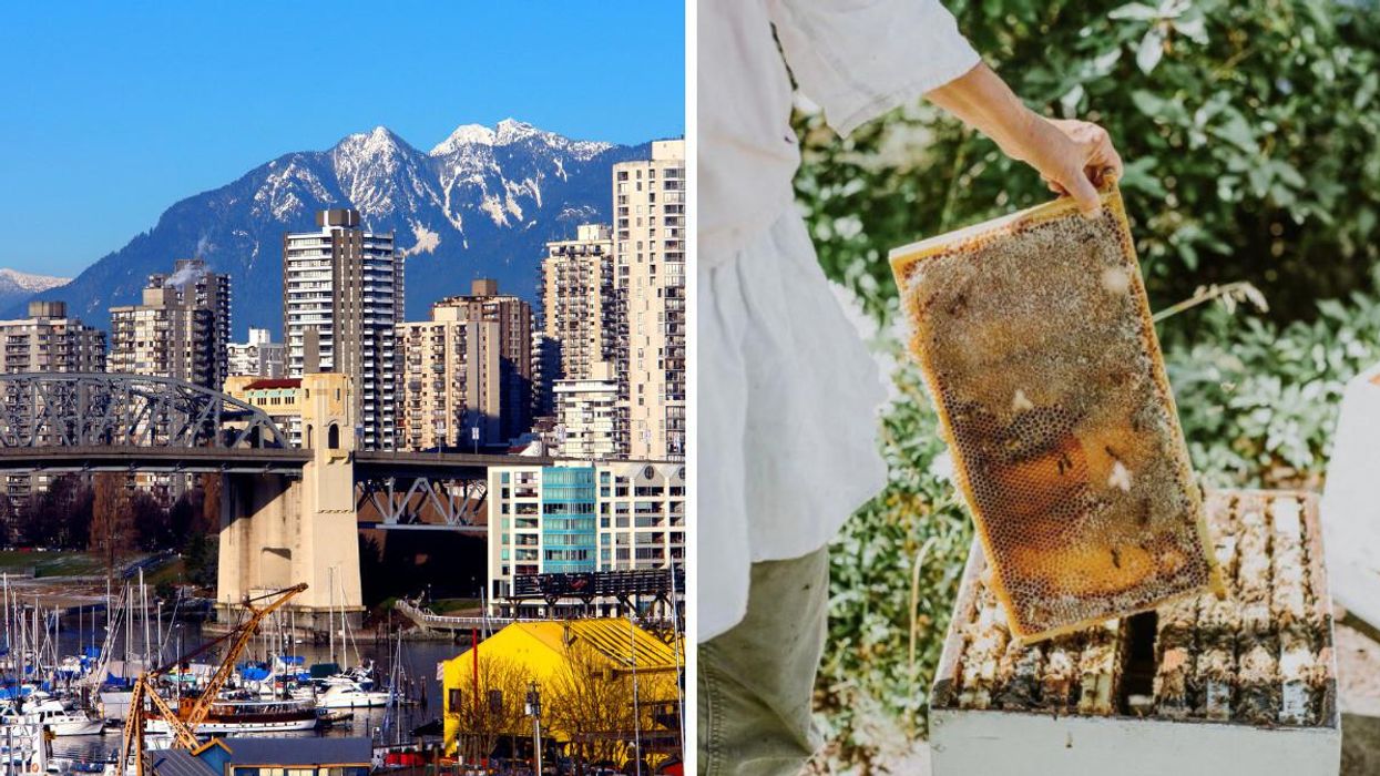 Vancouver Has The Most Eco-Friendly Hotels In Canada & One Place To Stay Has 250,000 Bees