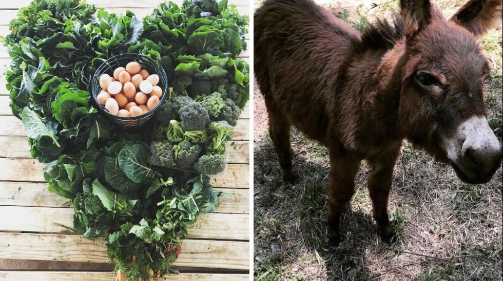 Vegetables and eggs in a heart shape. Right: A rescue donkey.
