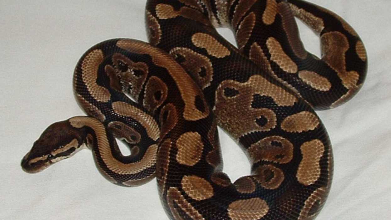 Victoria: A Ball Python Is On The Loose In The BC City & It's Massive