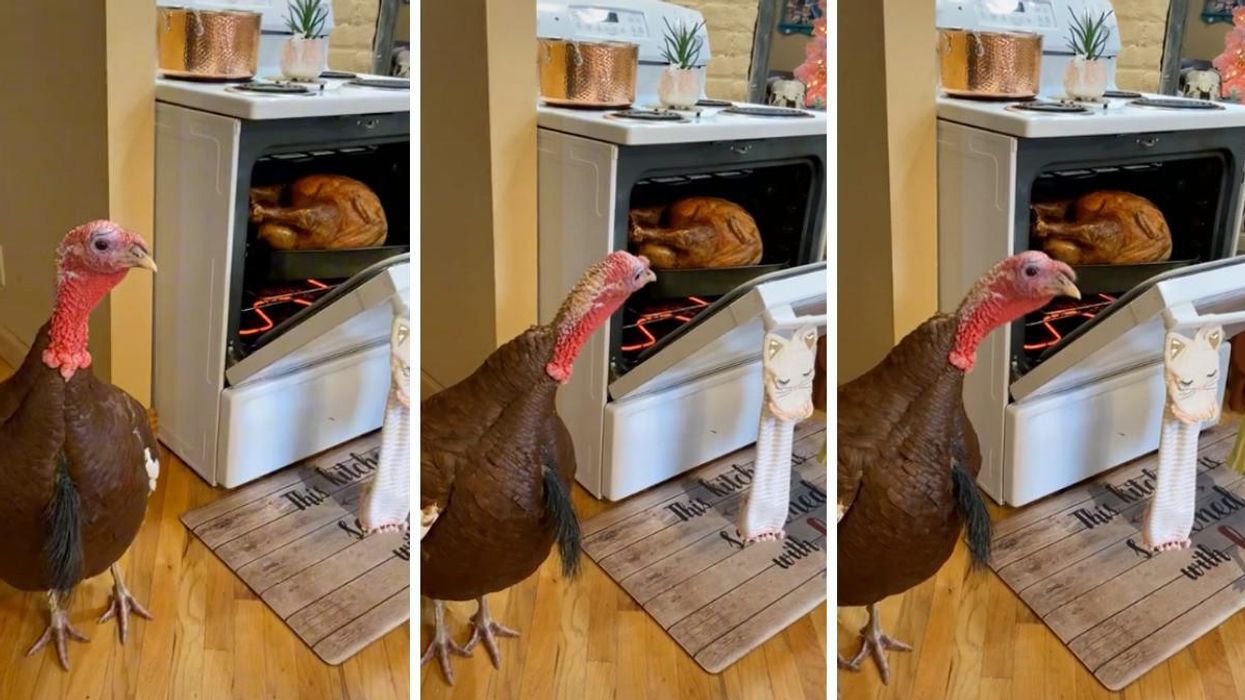 Video Of A Live Turkey & A Cooked Bird Has TikTokers Feeling Weird About Thanksgiving