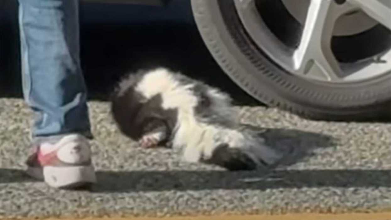 Video of B.C. skunk contact prompts rabies warning