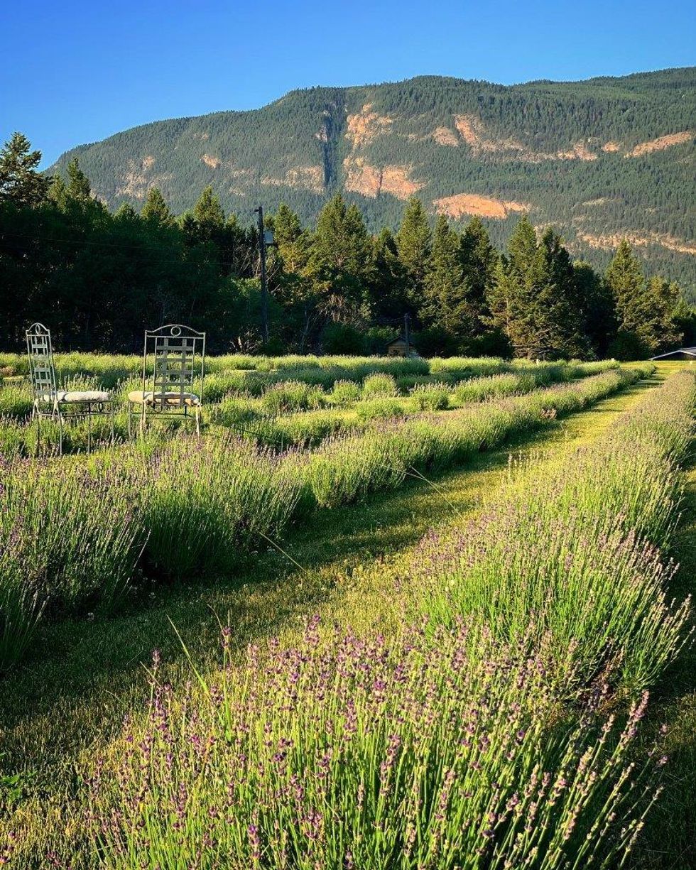 View of a lavender field with mountains in the background.