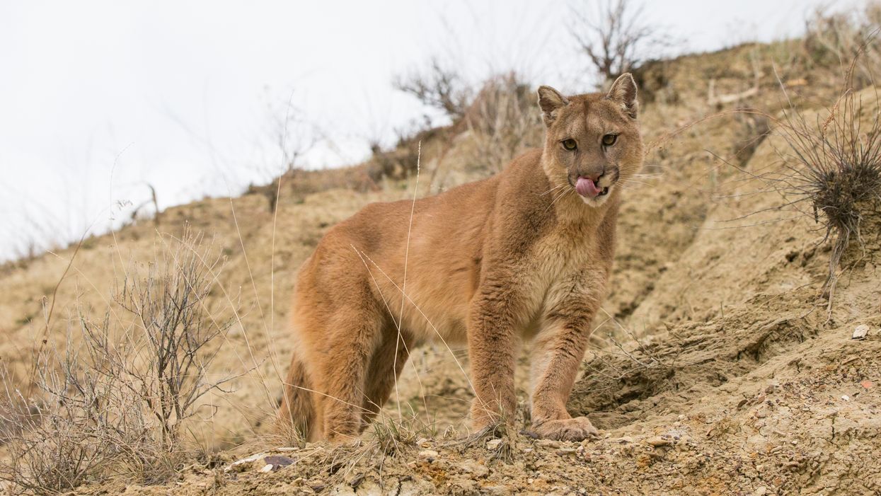 Viral Utah Cougar Video Shows A Mother Cougar Chasing A Jogger For 6 Whole Minutes (VIDEO)