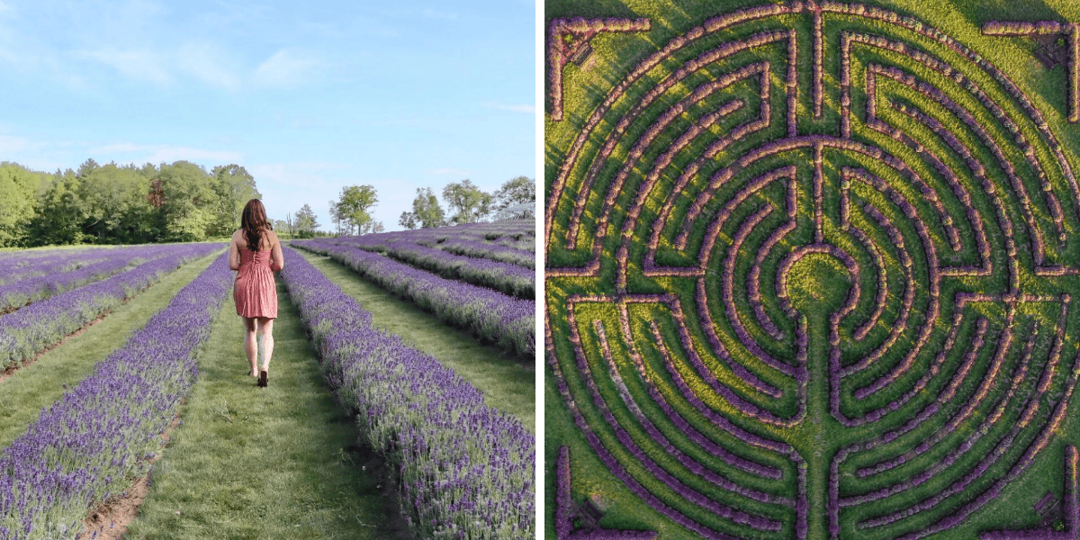 Reflection Labyrinth This Ontario Lavender Farm Has A 'Reflection Labyrinth' That's Like A ...