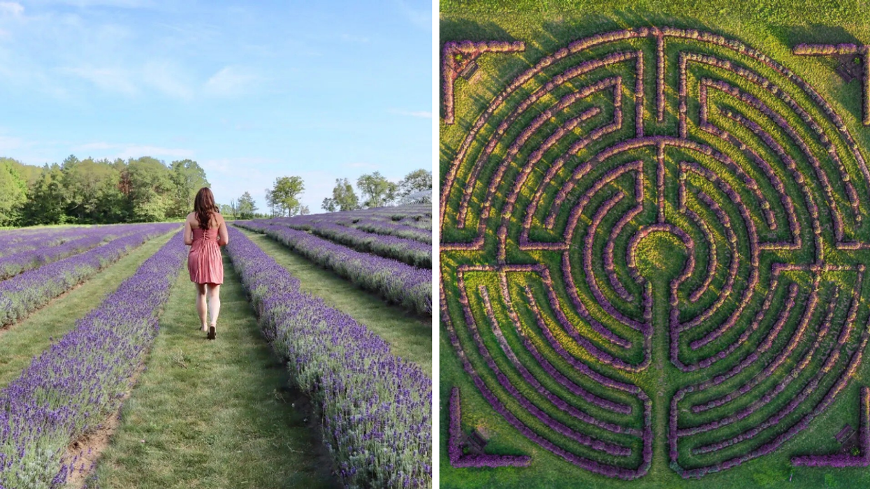 Walking through lavender fields in Ontario. Right: Aerial view of lavender labyrinth at Laveanne.
