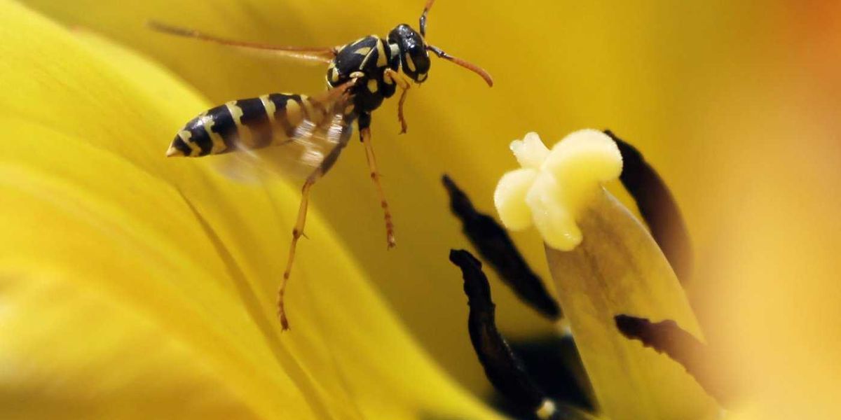 Wasp attack warnings as swarms surge in B.C. amid warm weather and abundant food Wasp attack warnings as swarms surge in B.C. amid warm weather and abundant food