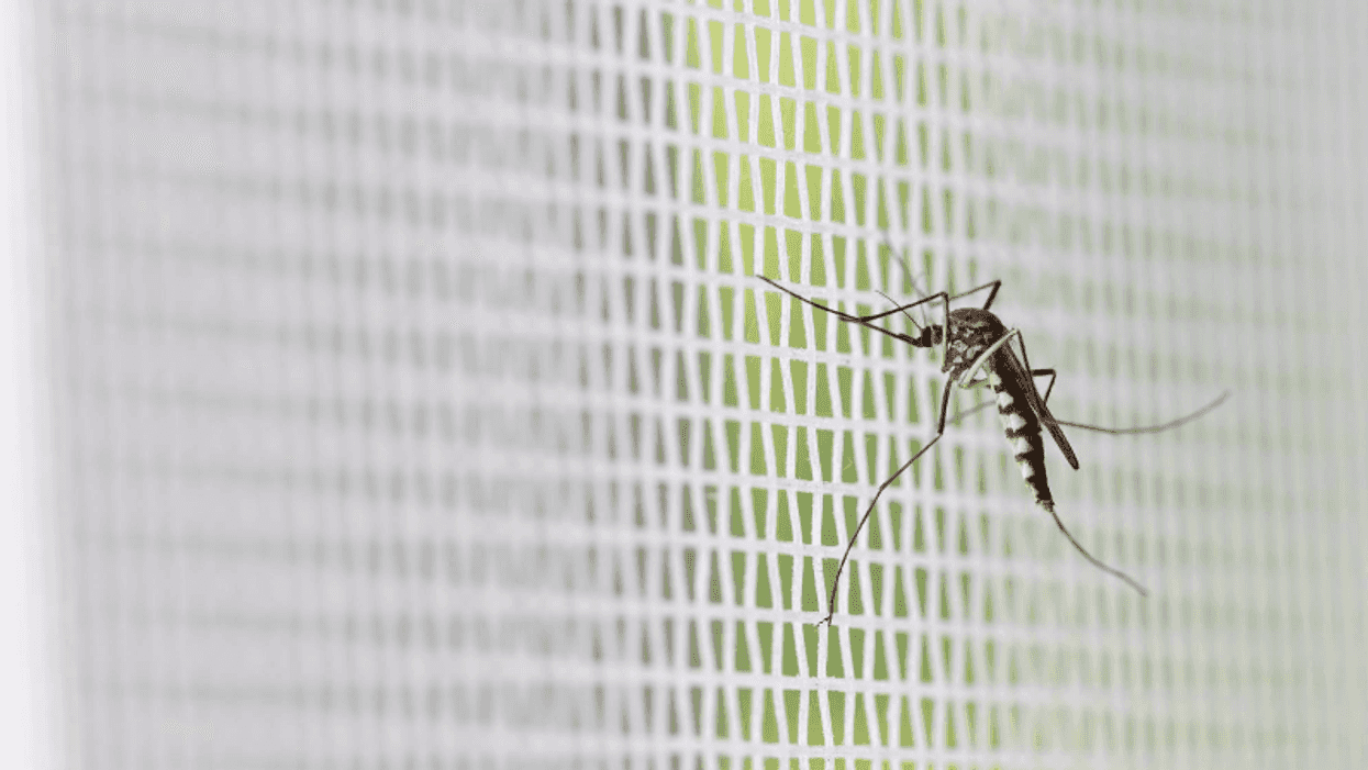 West Nile Virus Cases In Miami Nearly Doubles In Less Than A Month