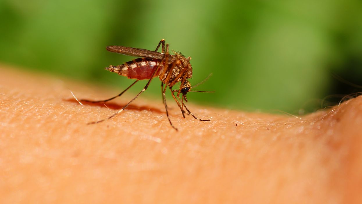 West Nile Virus In Ontario Is Back With 3 Confirmed Cases So Far