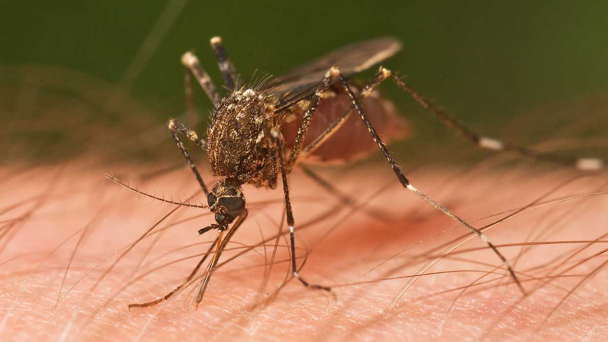 West Nile Virus In Ottawa Has Been Found & There Are Ways To Protect Yourself