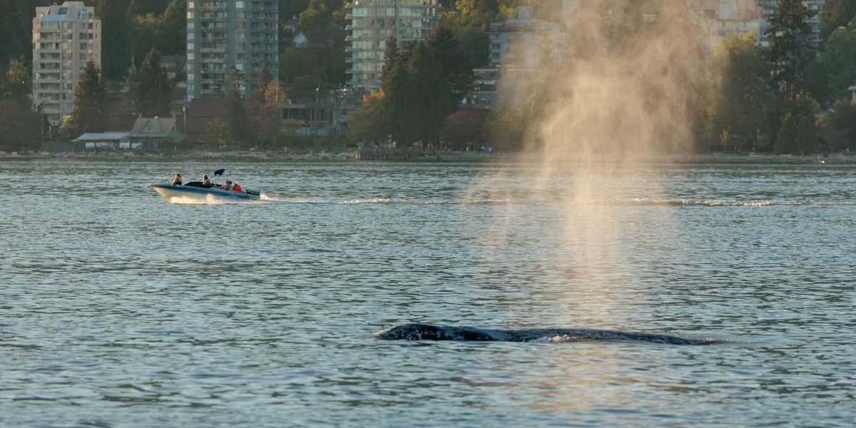 Whale appeared normal day after Sea-Doo crash Whale appeared normal day after Sea-Doo crash