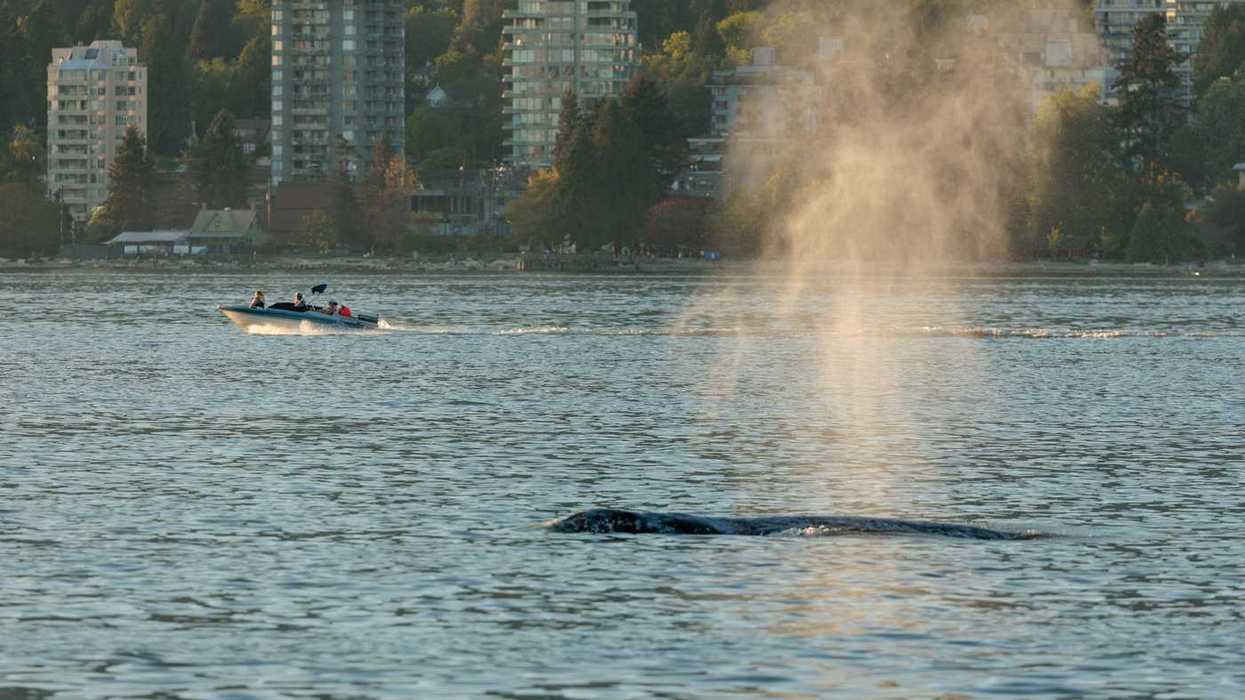Whale appeared normal day after Sea-Doo crash