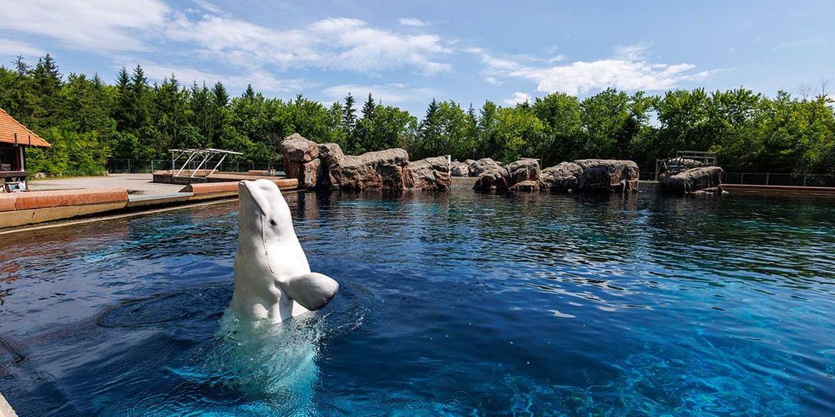 Six whales being moved out of Marineland, headed to U.S. Six whales being moved out of Marineland, headed to U.S.