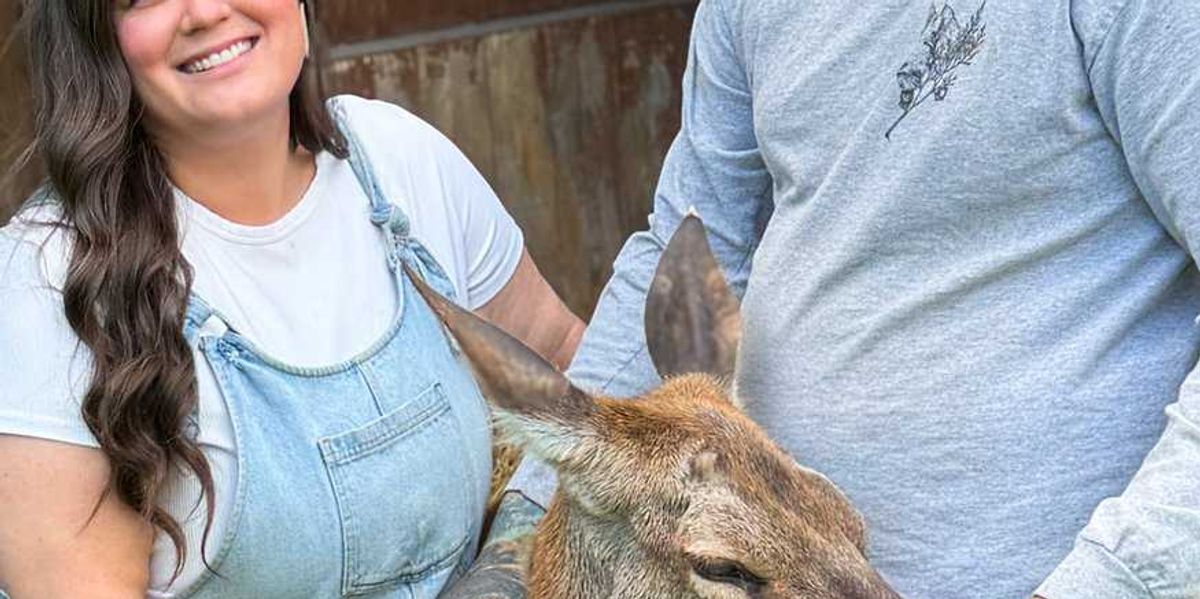 What’s happening to deer at Marineland? Questions swirl as CFIA probes animal removal What’s happening to deer at Marineland? Questions swirl as CFIA probes animal removal