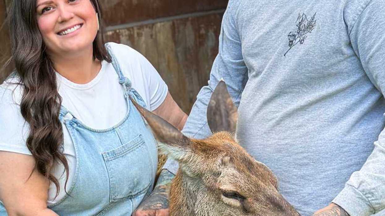 What happened to hundreds of deer at Marineland?