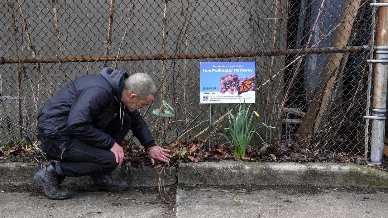 What 're-wilding' means for Canada's cityscapes