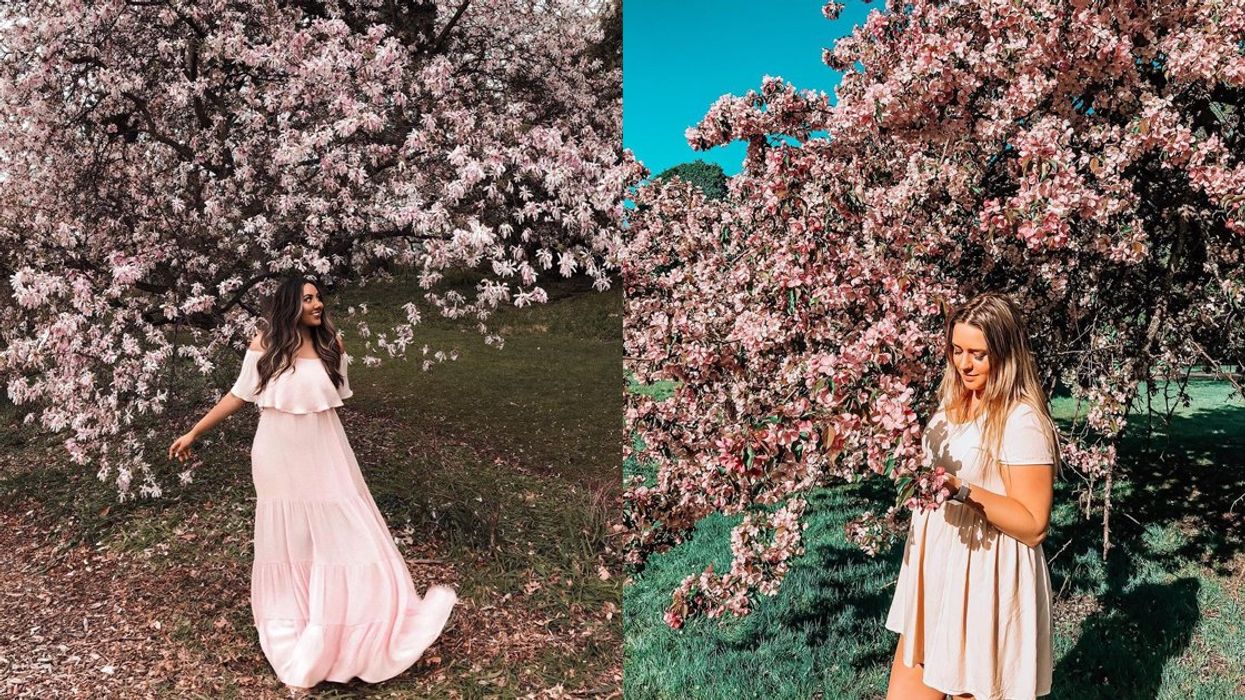 Where You Can Find The Pink Magnolias & Cherry Blossom In Ottawa