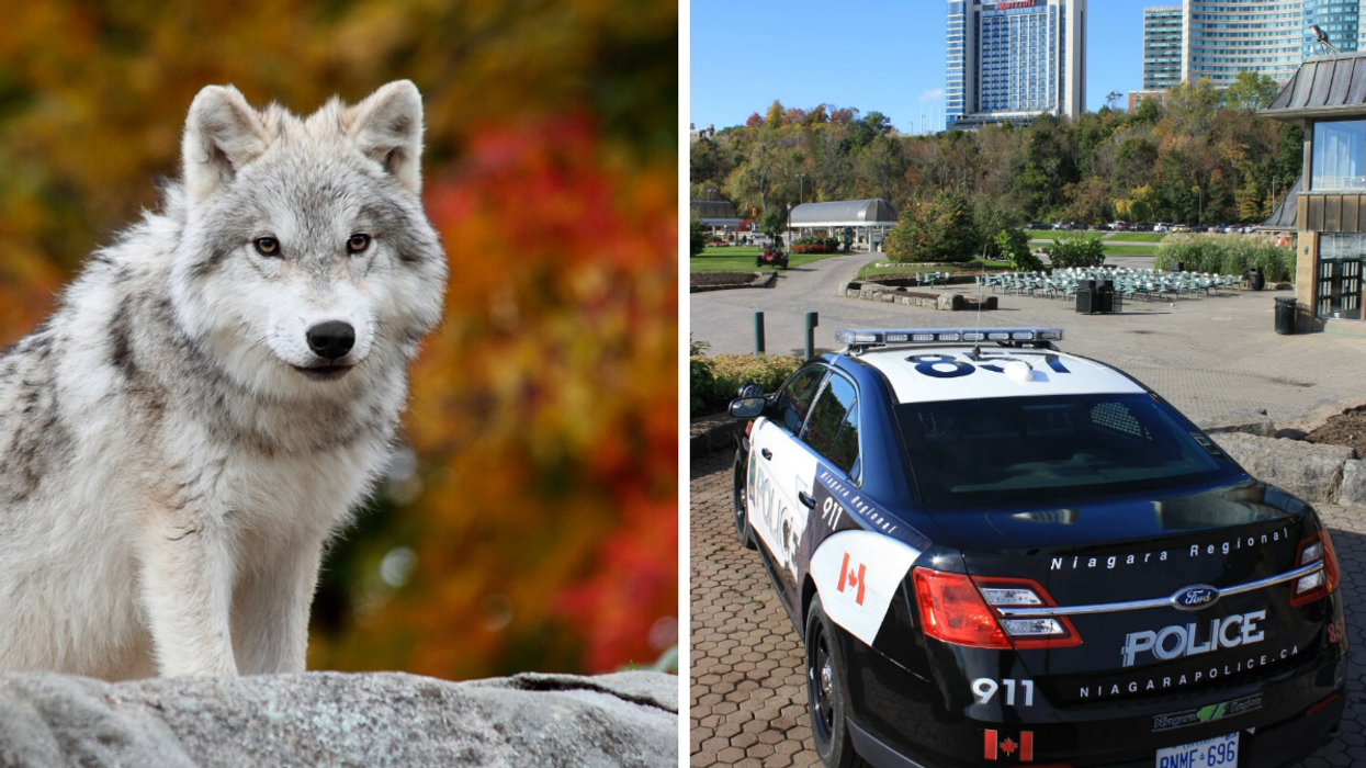 White Arctic wolf. Right: Niagara Regional Police Service car.