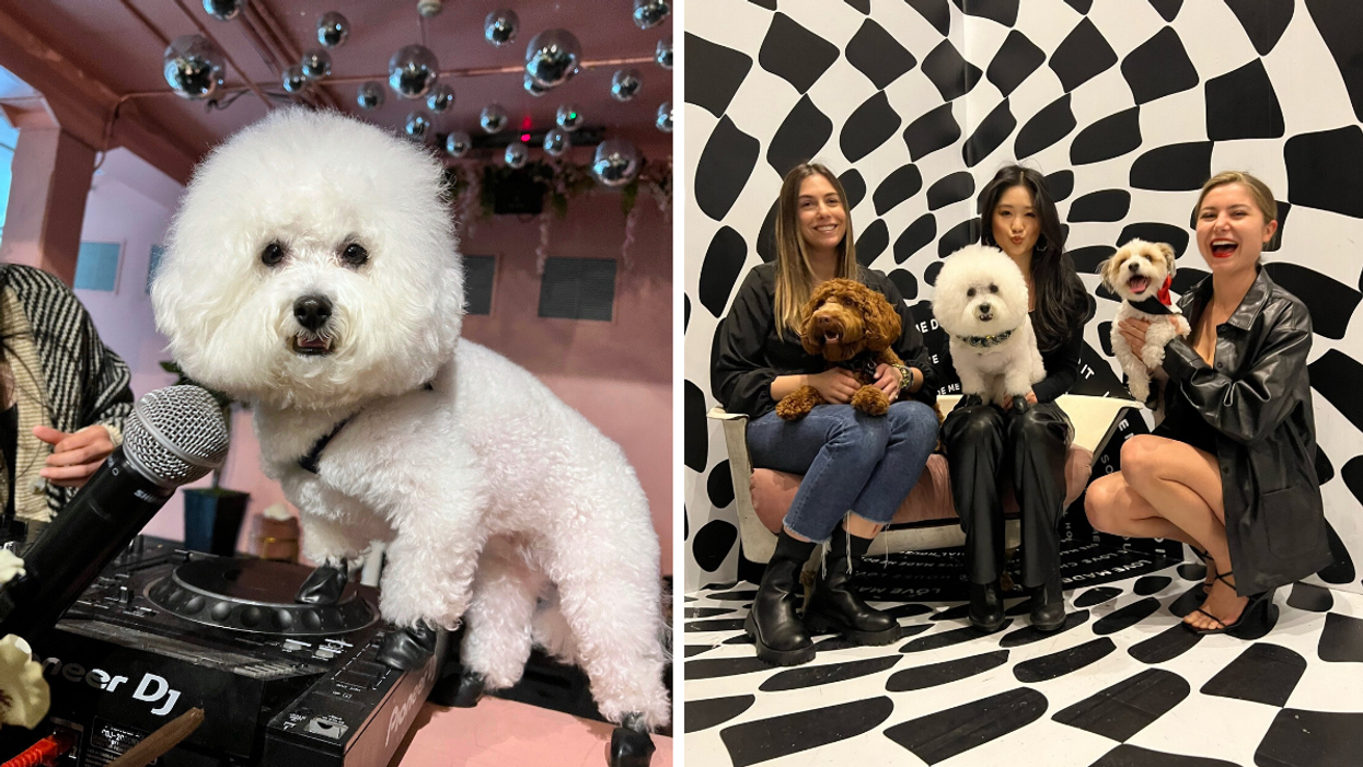 White dog standing by a mic. Right: Three people posing with their dogs.