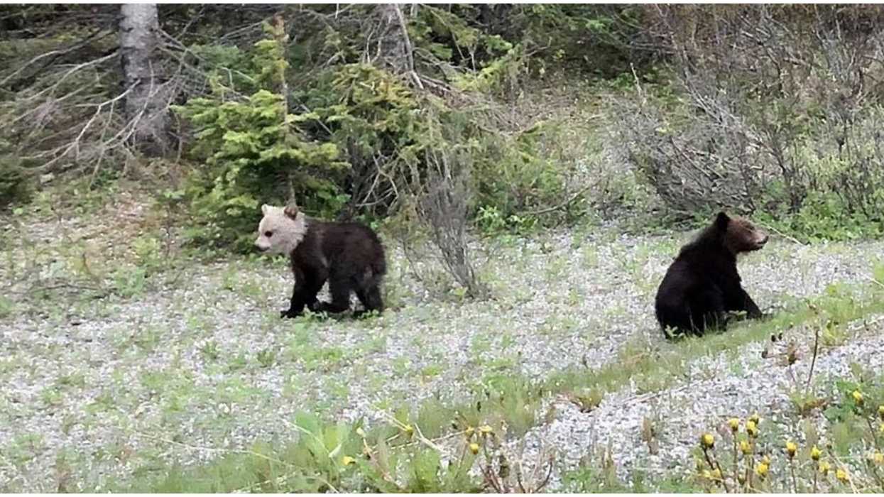 White Headed Bear Cub That Looks Just Like A Panda Was Spotted In Alberta (PHOTO)