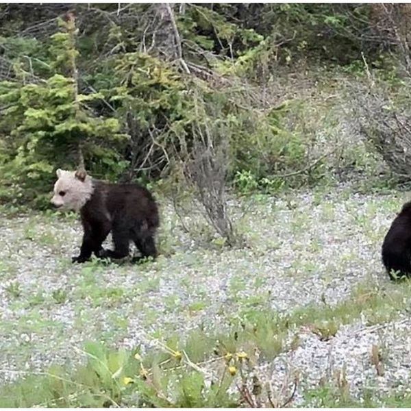 A Grizzly Cub That Looks Just Like A Panda Was Spotted In Alberta (PHOTO) - Narcity