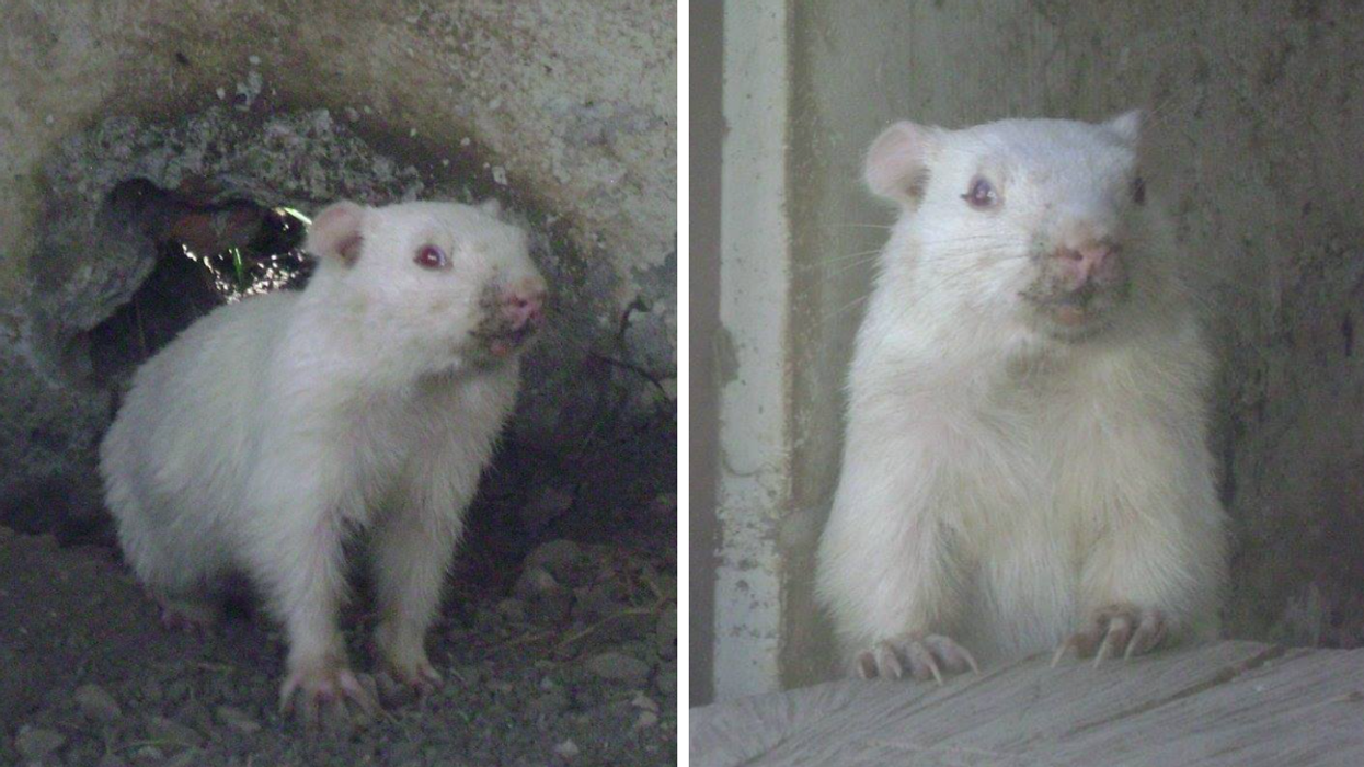 Wiarton Willie Has Died & A 'Big Brown Understudy' Will Take His Place Next Groundhog Day