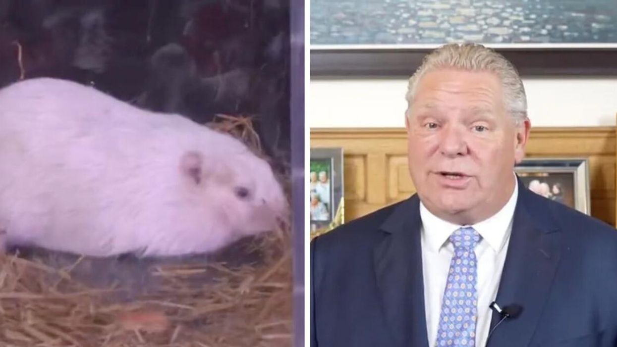 Wiarton Willie. Right: Doug Ford during his Groundhog Day announcement