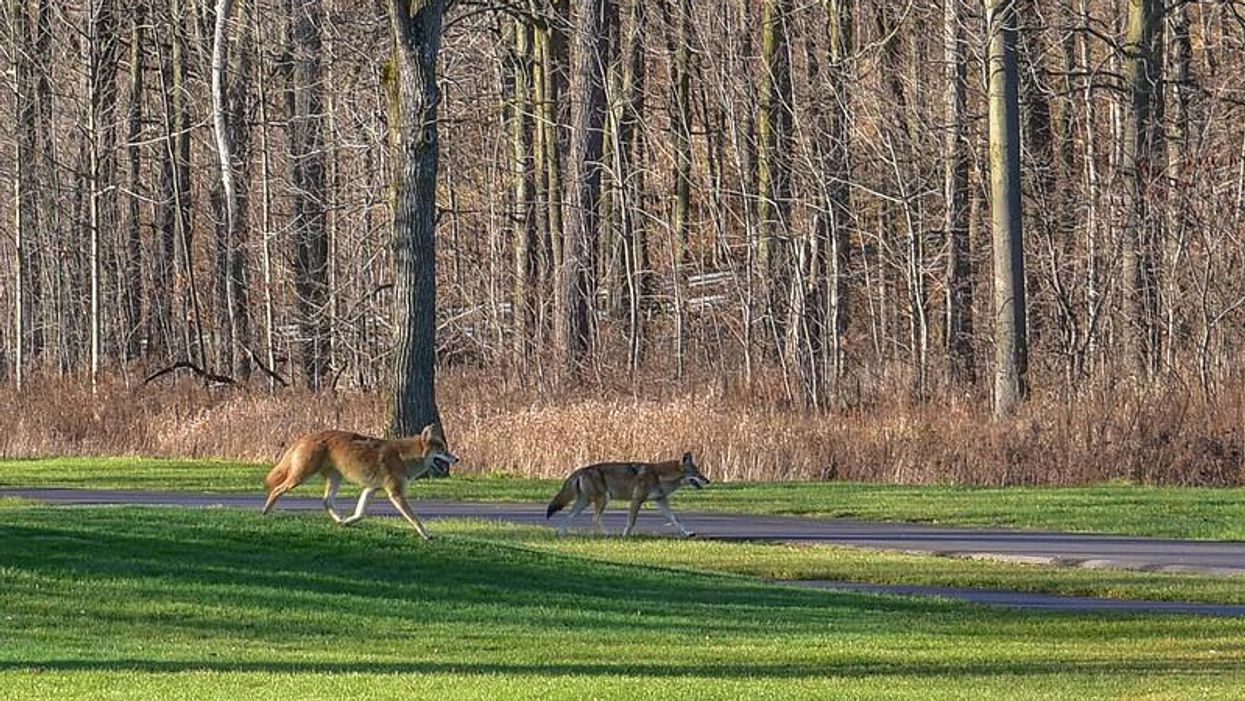 Wild Animal Attacks Has Durham Region Worries About Rabies