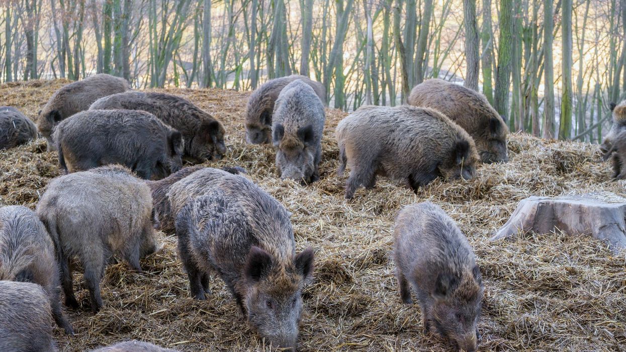 Wild Boars Were Spotted In Pickering & They Are Totally Not Meant To Be There