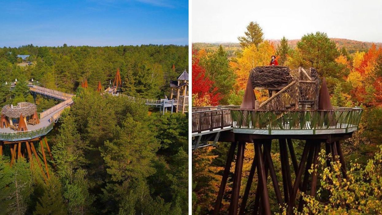 Wild Center, sentier dans les arbres.