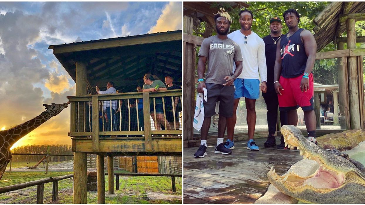 Wild Florida Airboats Gator Park Offering Free Admission With Food Donation In October