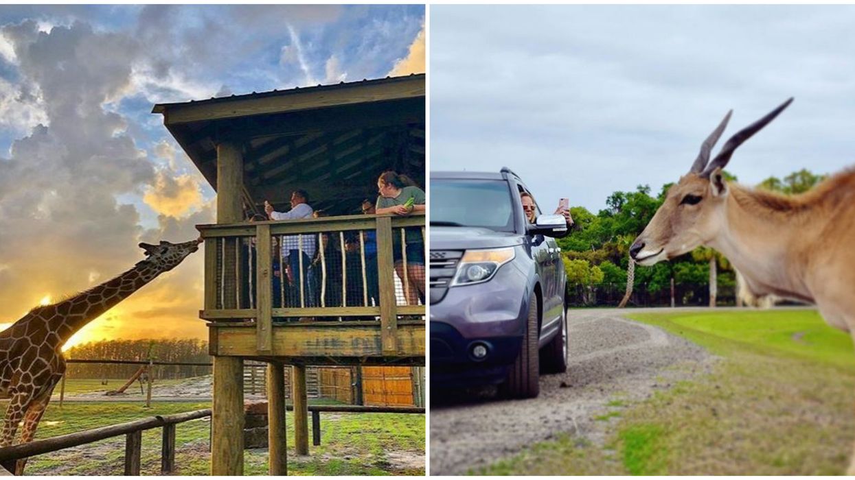 Wild Florida Drive-Thru Safari Theme Park Is Adding Even More To Their Animal Adventures