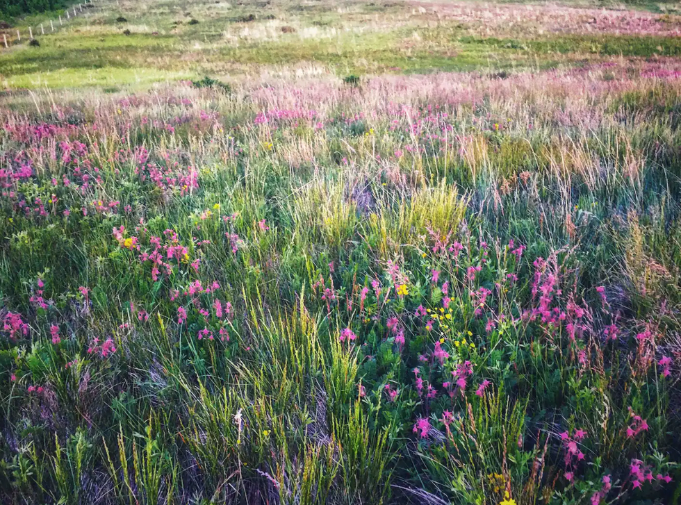 Wild flowers on Willow Creek Ranch.