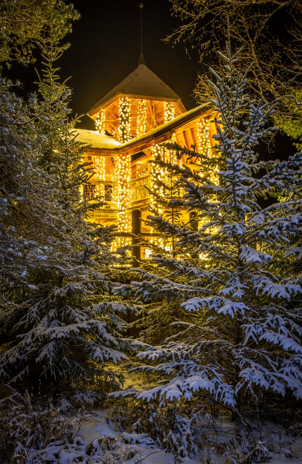 Wild Lights at the Wild Center.