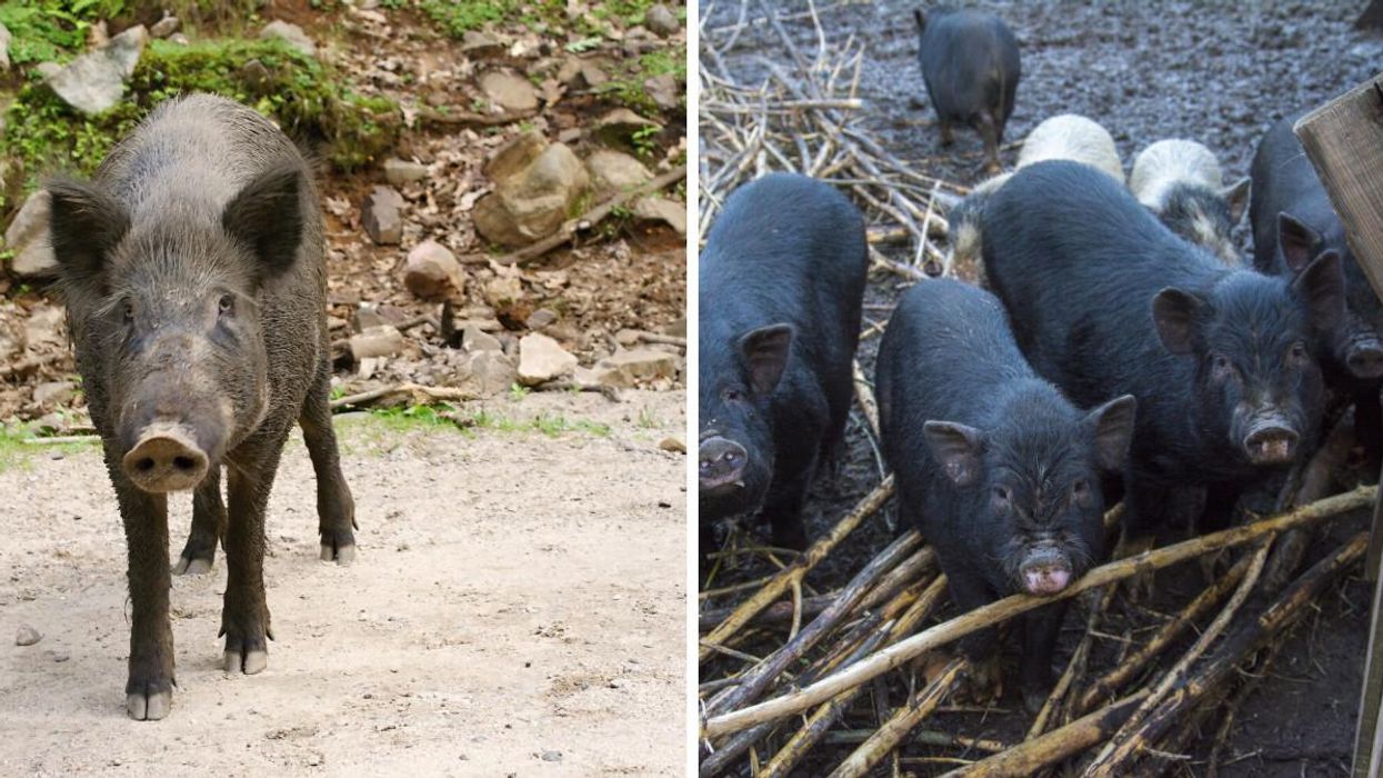 Wild Pigs Are Invading A Canadian National Park & It's Actually A Big Problem