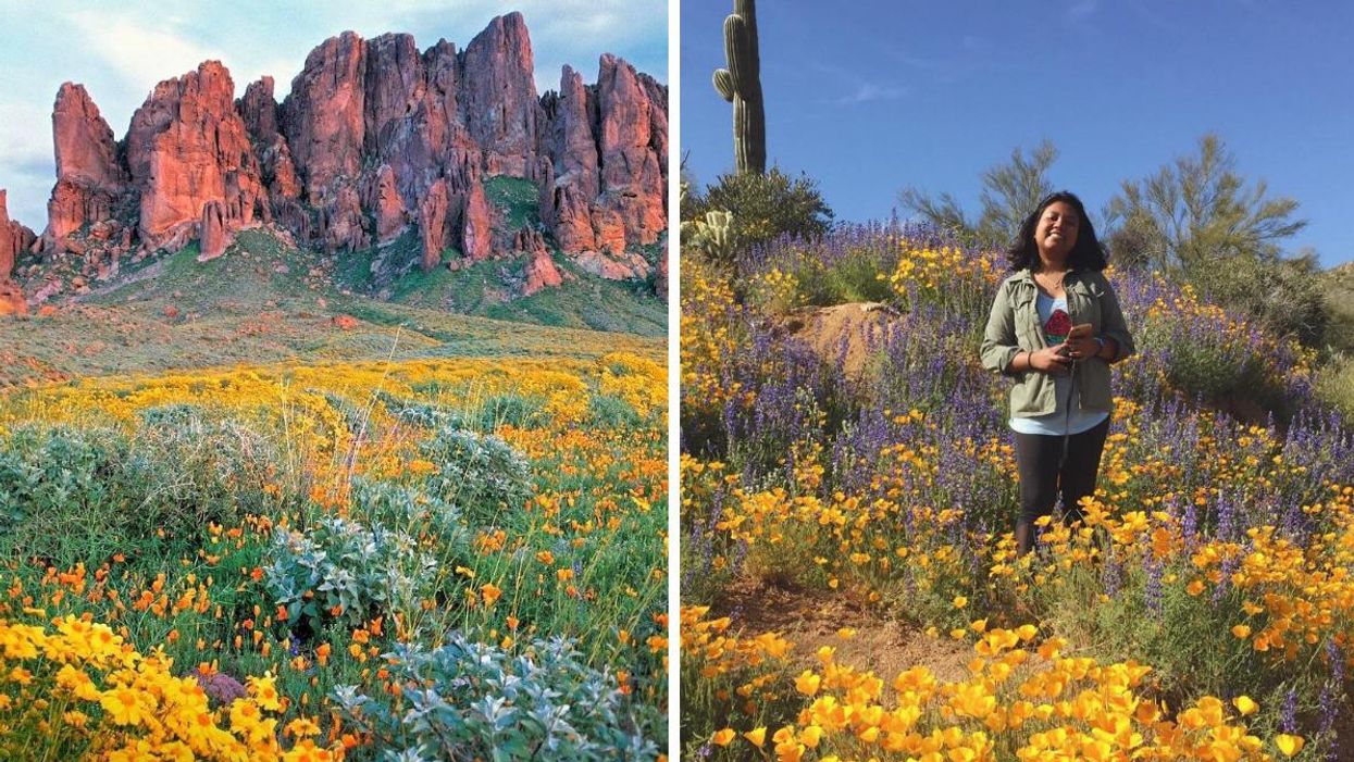 Wildflowers at Superstition Mountain, RIGHT: A woman holds flowers in a field.