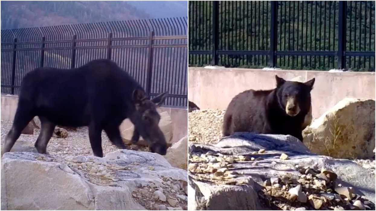 Wildlife Bridge In Utah Is Working So Well & This Adorable Clip Proves It (VIDEO)