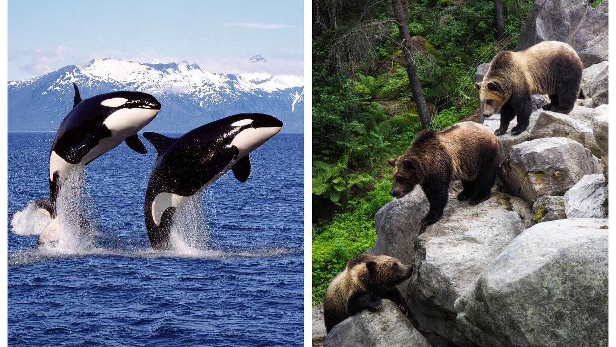 Wildlife In Canada: 11 Places To Have Life-Changing Experiences