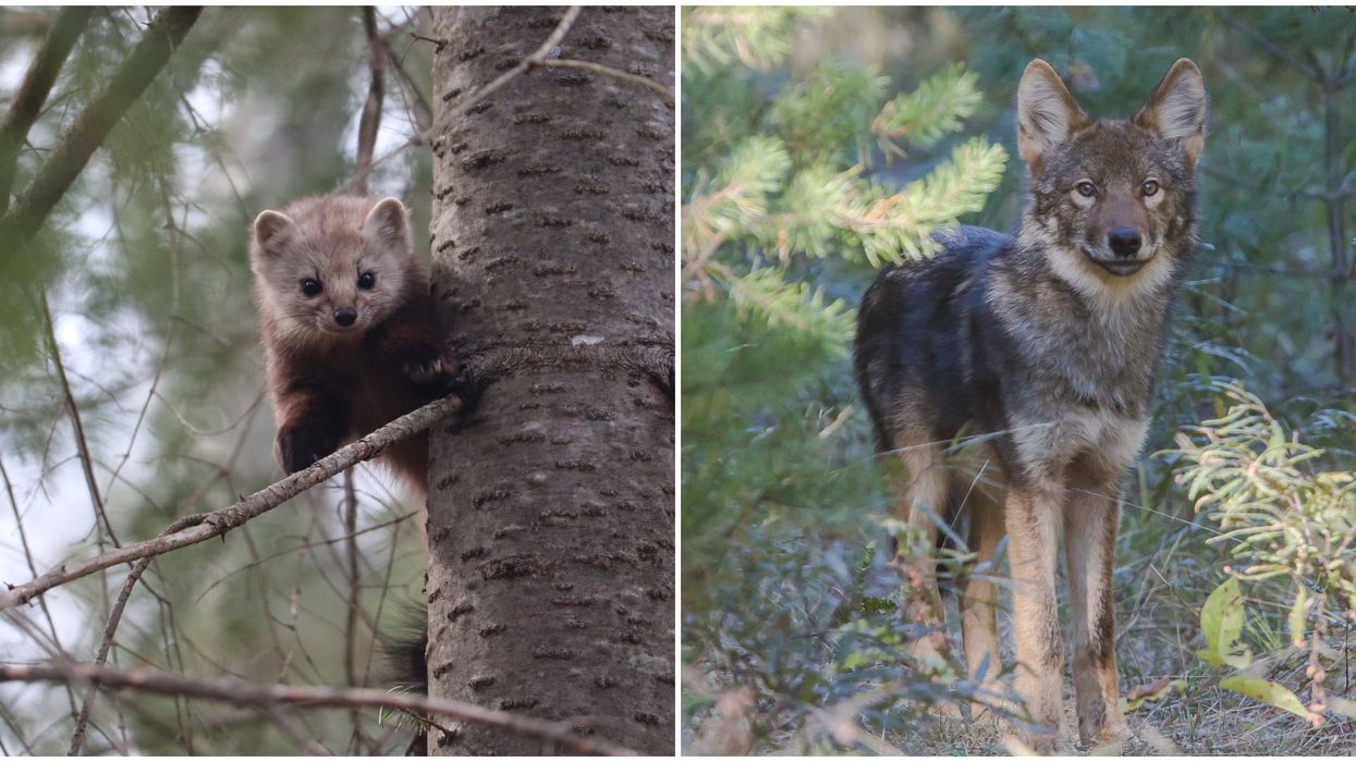 Wildlife In Canada Is Unique With Over 300 Species Found Nowhere Else In The World