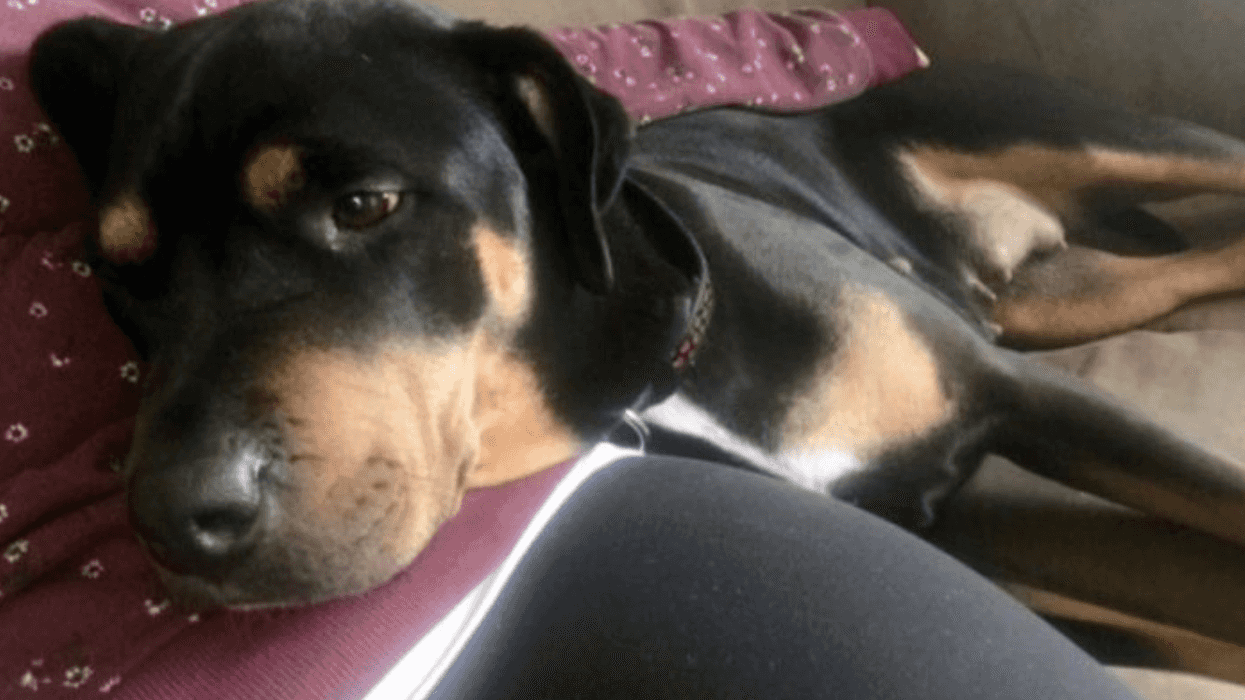 Windsor Police Killed A Dog Named Chloe That Was Known To Be 'Loving & Sweet'
