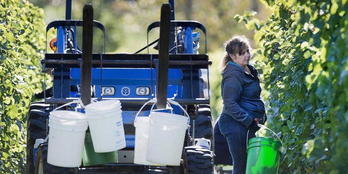 Canadian wineries say scrapping provincial trade barriers would add billions to GDP Canadian wineries say scrapping provincial trade barriers would add billions to GDP