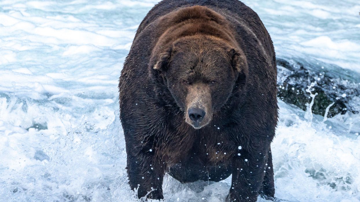 Winner of Fat Bear Week