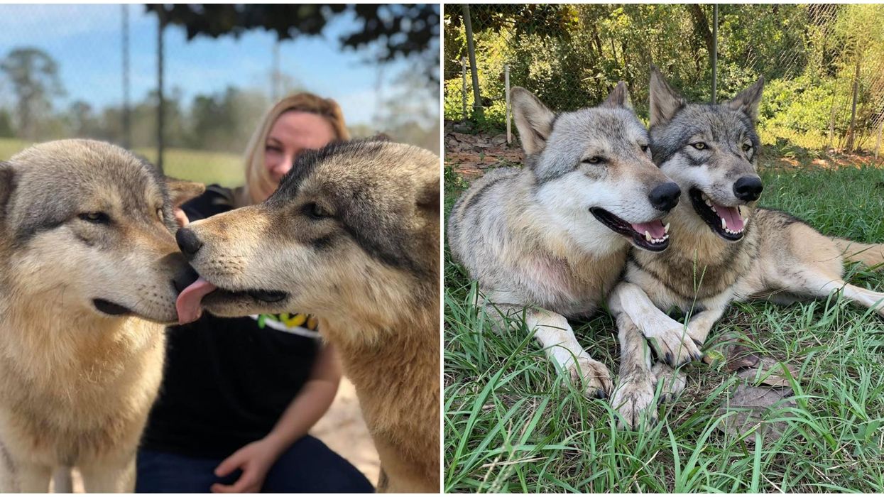 Wolf Sanctuary In Florida Is The Perfect Fall Roadtrip Activity From Georgia