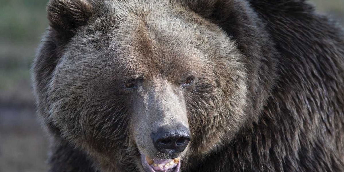 Grizzly bear attack in B.C. area leaves 72-year-old woman with serious injuries Grizzly bear attack in B.C. area leaves 72-year-old woman with serious injuries